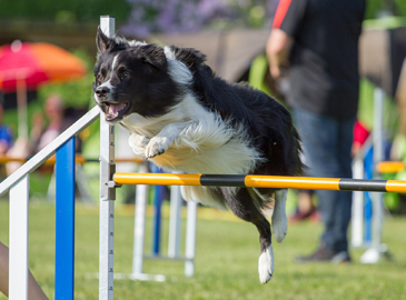 Athletic Dog Jumping Over Obstacle