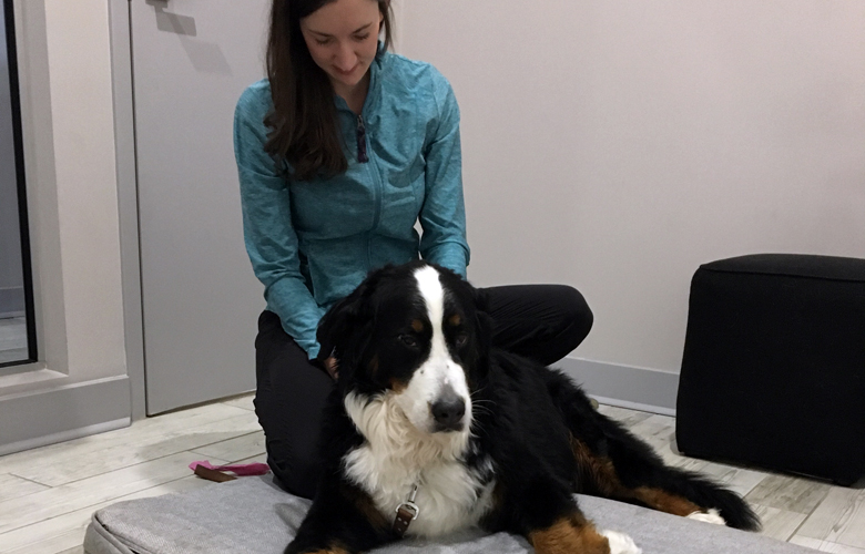 Chiropractic Treatment with Dog