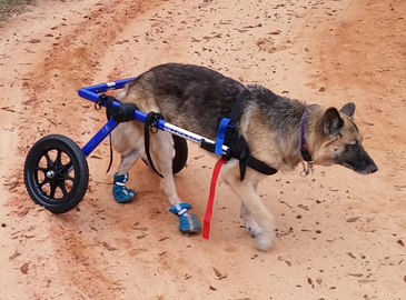 Dog in a Wheelchair