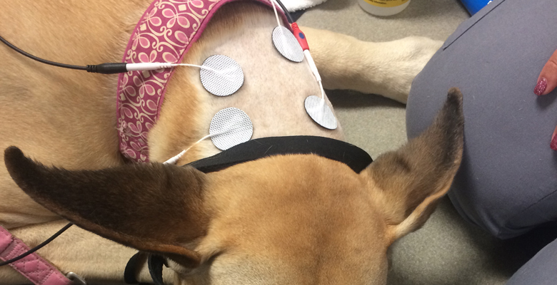 Electrical Stimulation Treatment on Dog