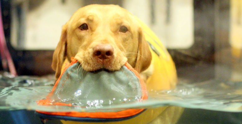 Dog in Under Water Treadmill