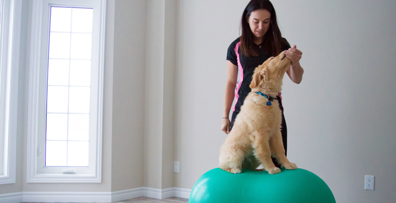 Rehabilitation Exercising with Dog at Home