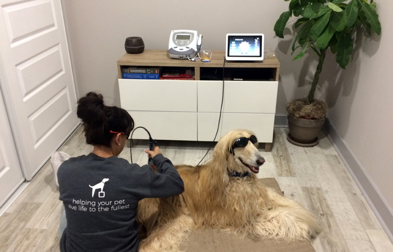 Laser Therapy Treatment on Dog