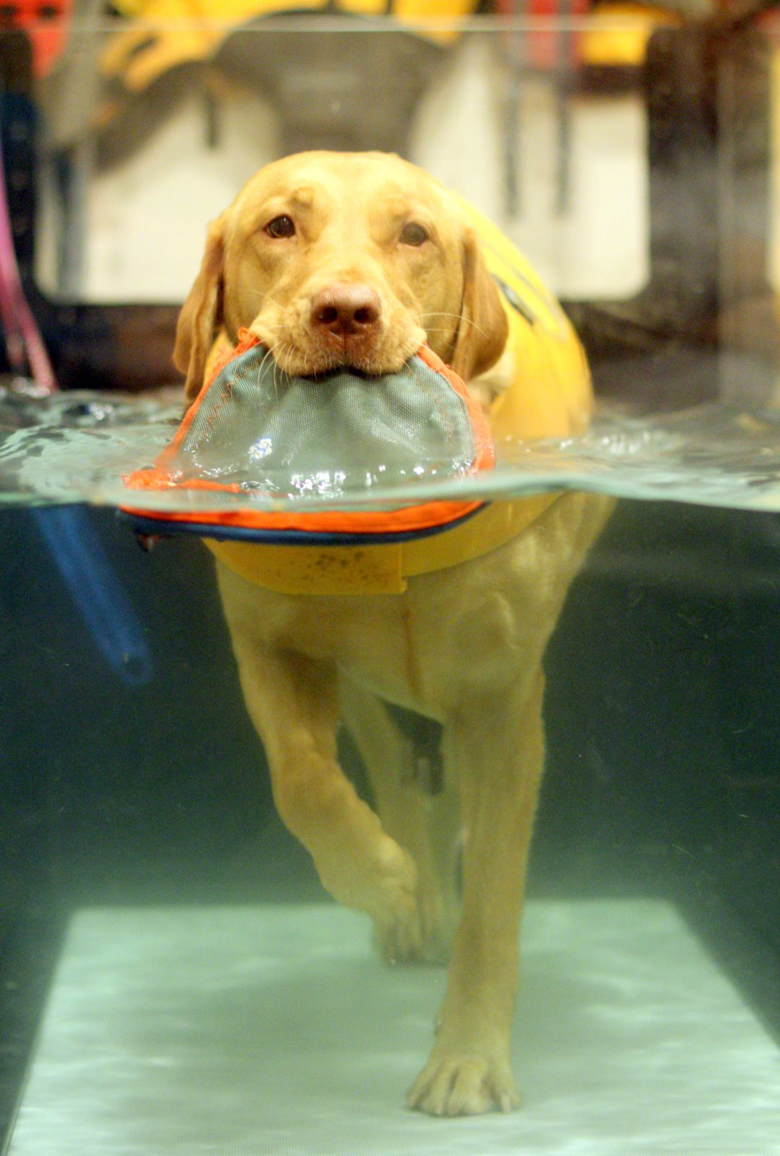 Dog in Under Water Treadmill