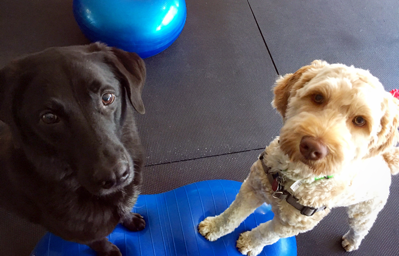 Strengthening and Conditioning Fitness Exercises with Dog