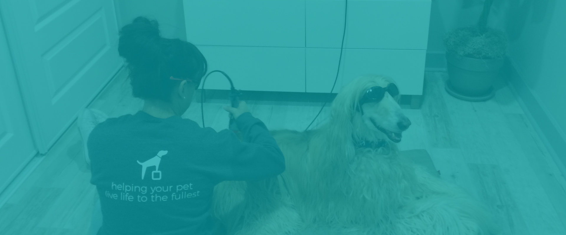 Afghan Dog Receiving Laser Therapy Treatment