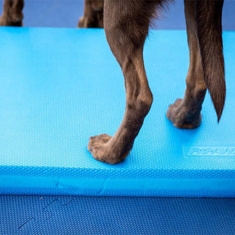 FitPAWS® Balance Pad