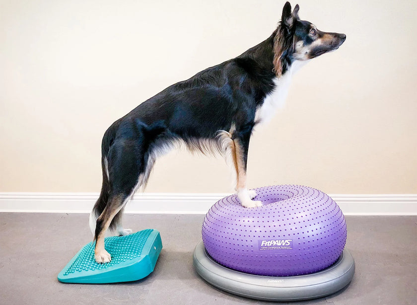 FitPAWS® Balance Ramp