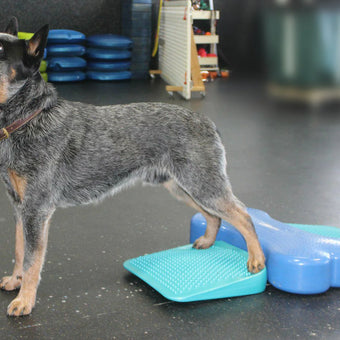 FitPAWS® Balance Ramp