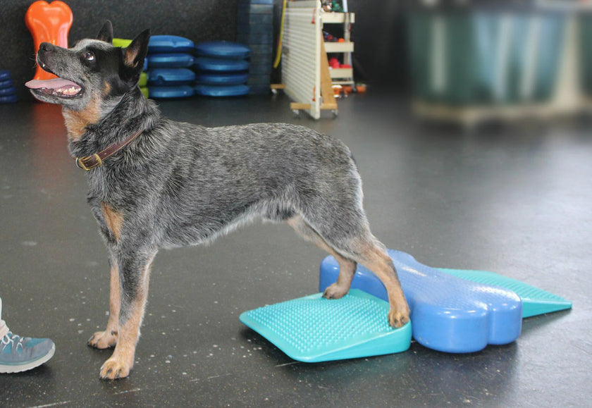 FitPAWS® Balance Ramp