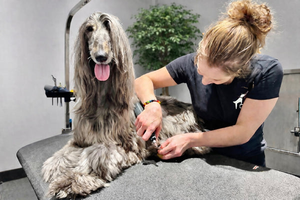 template--24177580966170__image_with_text_QBamyt